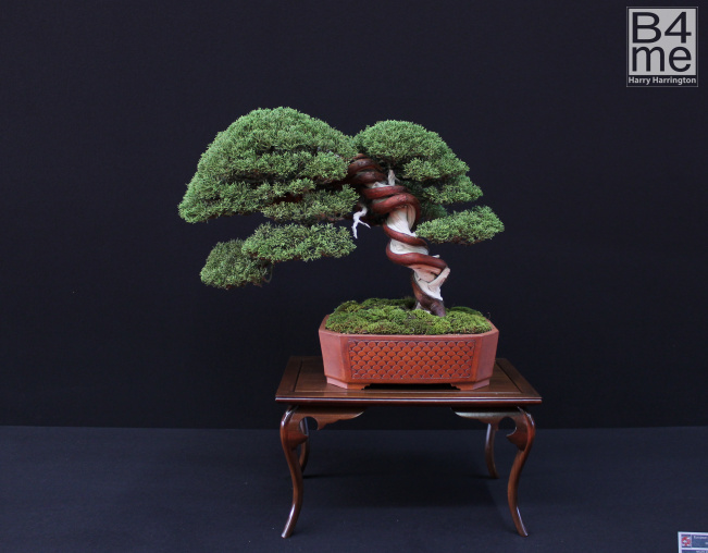 Itoigawa bonsai